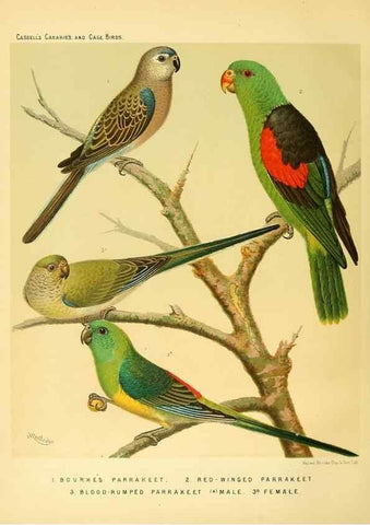 Reproducción/Reproduction 49718205062: The illustrated book of canaries and cage-birds, British and foreign /. London ;Cassell, Petter, Galpin & Co.,[1878?].. 