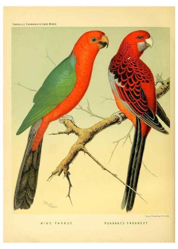 Reproducción/Reproduction 49717890666: The illustrated book of canaries and cage-birds, British and foreign /. London ;Cassell, Petter, Galpin & Co.,[1878?].. 