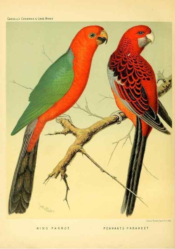 Reproducción/Reproduction 49717890666: The illustrated book of canaries and cage-birds, British and foreign /. London ;Cassell, Petter, Galpin & Co.,[1878?].. 