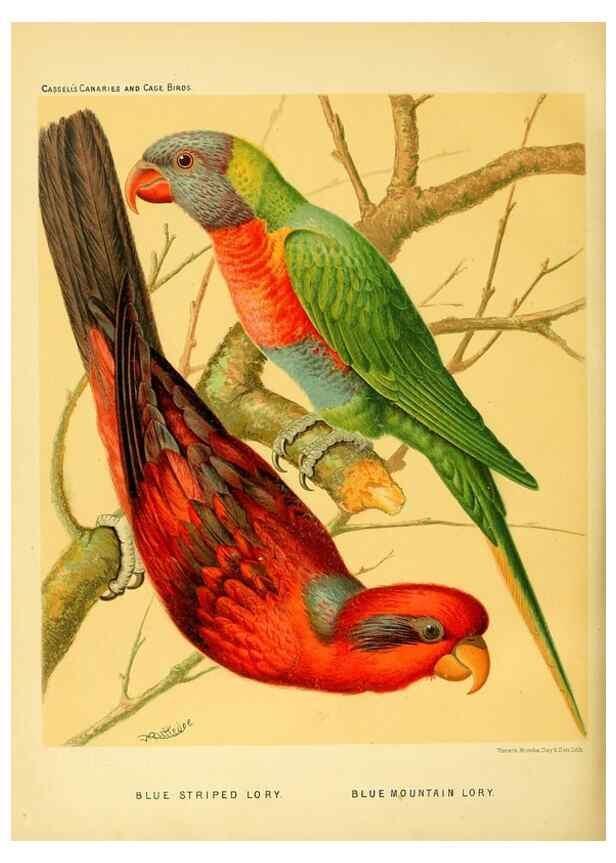Reproducción/Reproduction 49717353373: The illustrated book of canaries and cage-birds, British and foreign /. London ;Cassell, Petter, Galpin & Co.,[1878?].. 