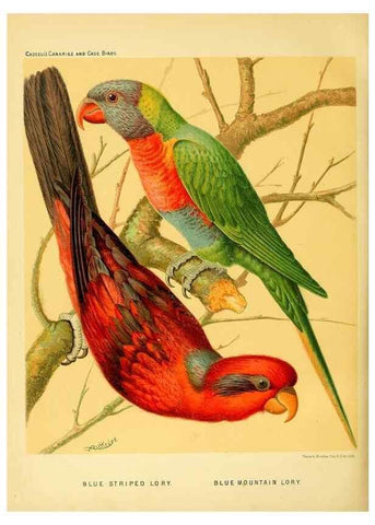 Reproducción/Reproduction 49717353373: The illustrated book of canaries and cage-birds, British and foreign /. London ;Cassell, Petter, Galpin & Co.,[1878?].. 