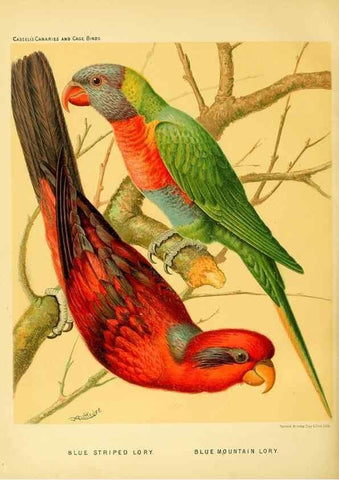 Reproducción/Reproduction 49717353373: The illustrated book of canaries and cage-birds, British and foreign /. London ;Cassell, Petter, Galpin & Co.,[1878?].. 