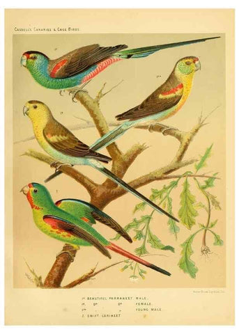 Reproducción/Reproduction 49718205822: The illustrated book of canaries and cage-birds, British and foreign /. London ;Cassell, Petter, Galpin & Co.,[1878?].. 