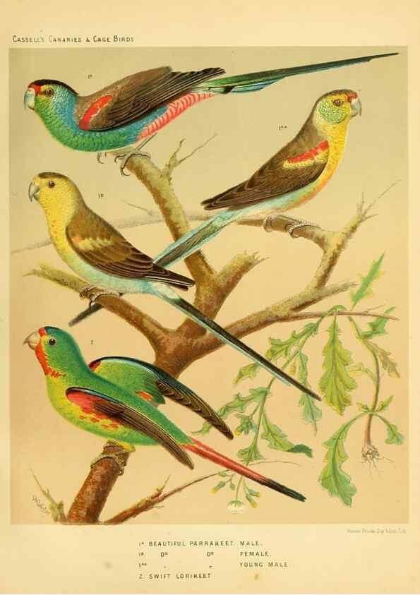 Reproducción/Reproduction 49718205822: The illustrated book of canaries and cage-birds, British and foreign /. London ;Cassell, Petter, Galpin & Co.,[1878?].. 