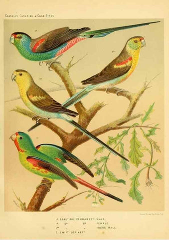 Reproducción/Reproduction 49718205822: The illustrated book of canaries and cage-birds, British and foreign /. London ;Cassell, Petter, Galpin & Co.,[1878?].. 