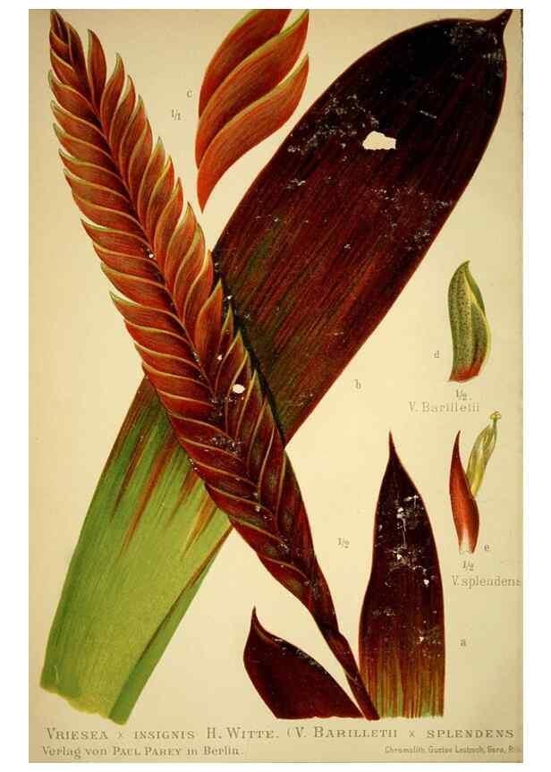 Reproducción/Reproduction 49720302326: Gartenflora.. Erlangen :F. Enke,1852-1940.. 
