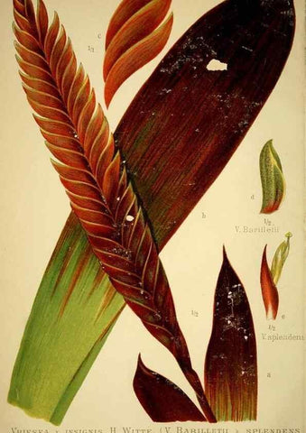 Reproducción/Reproduction 49720302326: Gartenflora.. Erlangen :F. Enke,1852-1940.. 