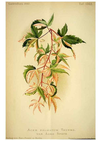 Reproducción/Reproduction 49720619852: Gartenflora.. Erlangen :F. Enke,1852-1940.. 