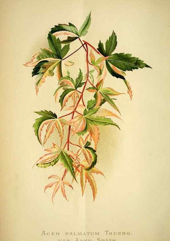 Reproducción/Reproduction 49720619852: Gartenflora.. Erlangen :F. Enke,1852-1940.. 