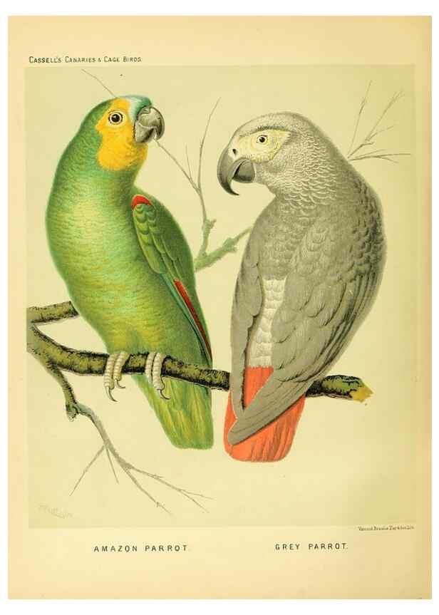 Reproducción/Reproduction 49717889946: The illustrated book of canaries and cage-birds, British and foreign /. London ;Cassell, Petter, Galpin & Co.,[1878?].. 