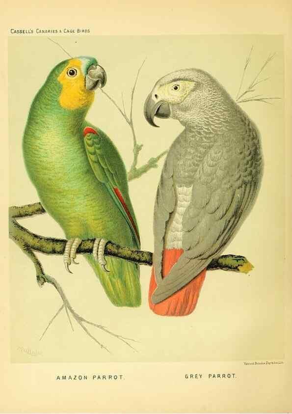 Reproducción/Reproduction 49717889946: The illustrated book of canaries and cage-birds, British and foreign /. London ;Cassell, Petter, Galpin & Co.,[1878?].. 