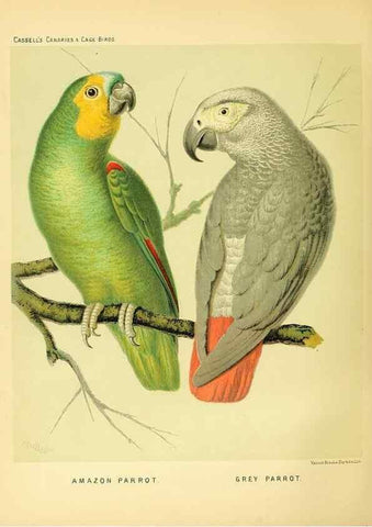 Reproducción/Reproduction 49717889946: The illustrated book of canaries and cage-birds, British and foreign /. London ;Cassell, Petter, Galpin & Co.,[1878?].. 