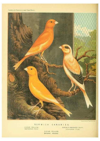 Reproducción/Reproduction 49717337988: The illustrated book of canaries and cage-birds, British and foreign /. London ;Cassell, Petter, Galpin & Co.,[1878?].. 
