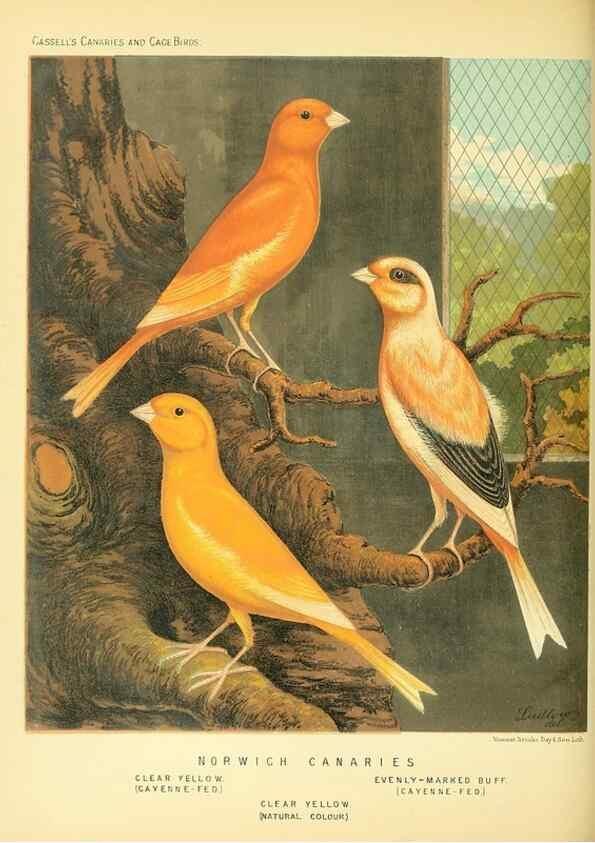 Reproducción/Reproduction 49717337988: The illustrated book of canaries and cage-birds, British and foreign /. London ;Cassell, Petter, Galpin & Co.,[1878?].. 