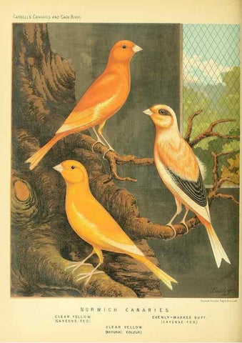 Reproducción/Reproduction 49717337988: The illustrated book of canaries and cage-birds, British and foreign /. London ;Cassell, Petter, Galpin & Co.,[1878?].. 