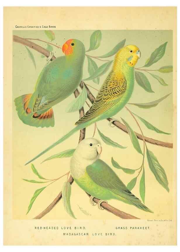 Reproducción/Reproduction 49718189357: The illustrated book of canaries and cage-birds, British and foreign /. London ;Cassell, Petter, Galpin & Co.,[1878?].. 
