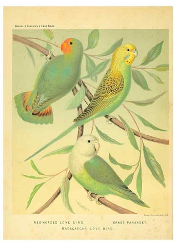 Reproducción/Reproduction 49718189357: The illustrated book of canaries and cage-birds, British and foreign /. London ;Cassell, Petter, Galpin & Co.,[1878?].. 
