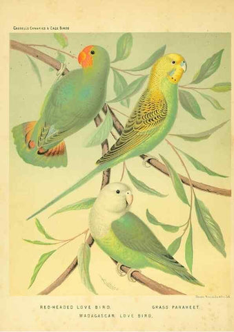 Reproducción/Reproduction 49718189357: The illustrated book of canaries and cage-birds, British and foreign /. London ;Cassell, Petter, Galpin & Co.,[1878?].. 