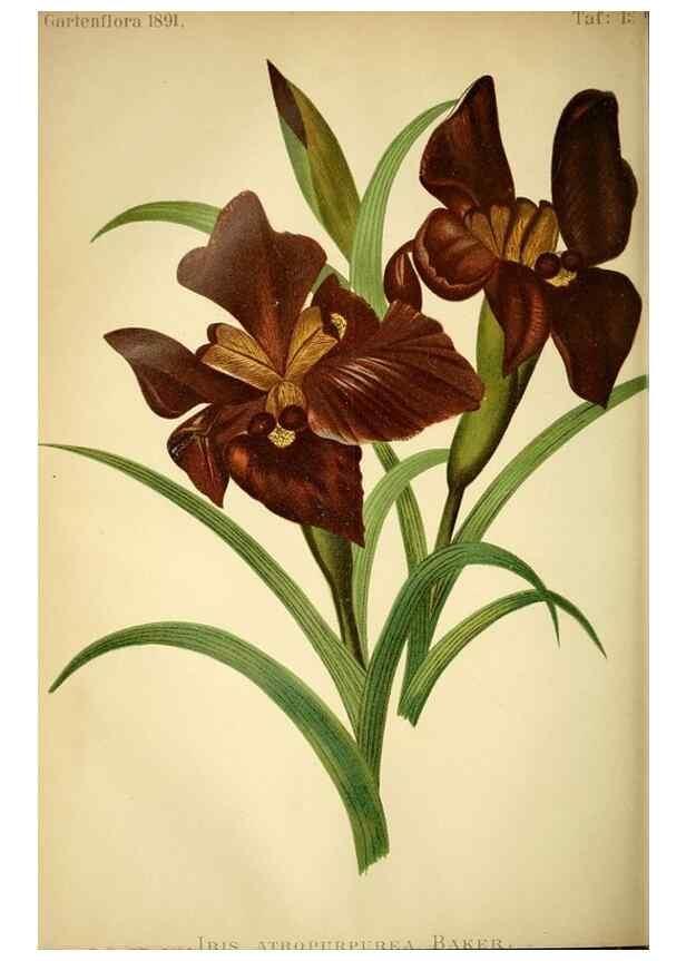 Reproducción/Reproduction 49717871726: Gartenflora.. Erlangen :F. Enke,1852-1940.. 