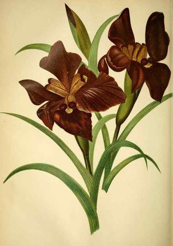 Reproducción/Reproduction 49717871726: Gartenflora.. Erlangen :F. Enke,1852-1940.. 