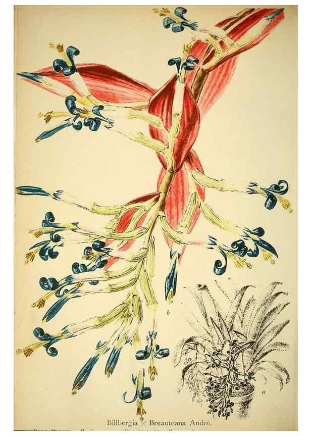 Reproducción/Reproduction 49717470466: Gartenflora.. Erlangen :F. Enke,1852-1940.. 