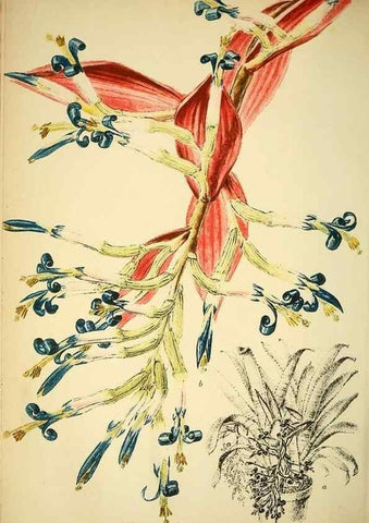 Reproducción/Reproduction 49717470466: Gartenflora.. Erlangen :F. Enke,1852-1940.. 