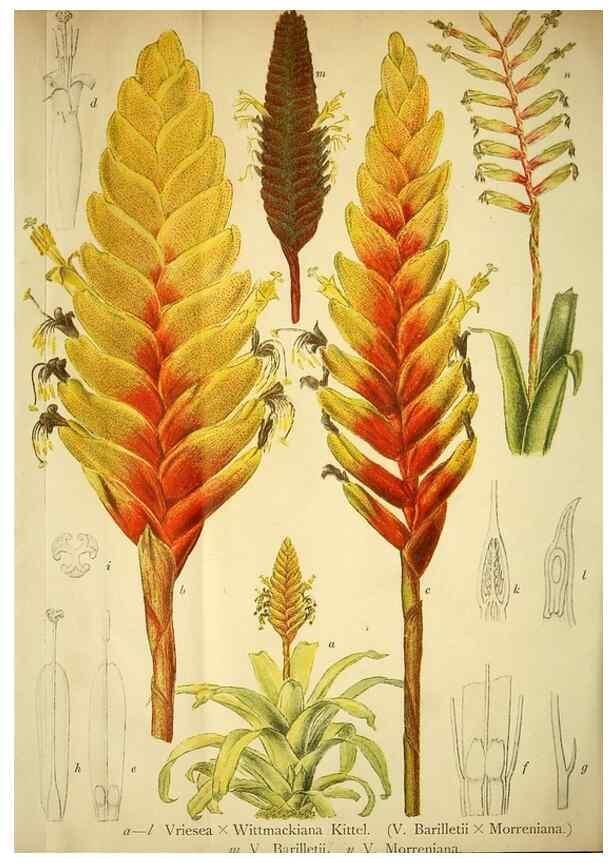 Reproducción/Reproduction 49717470651: Gartenflora.. Erlangen :F. Enke,1852-1940.. 