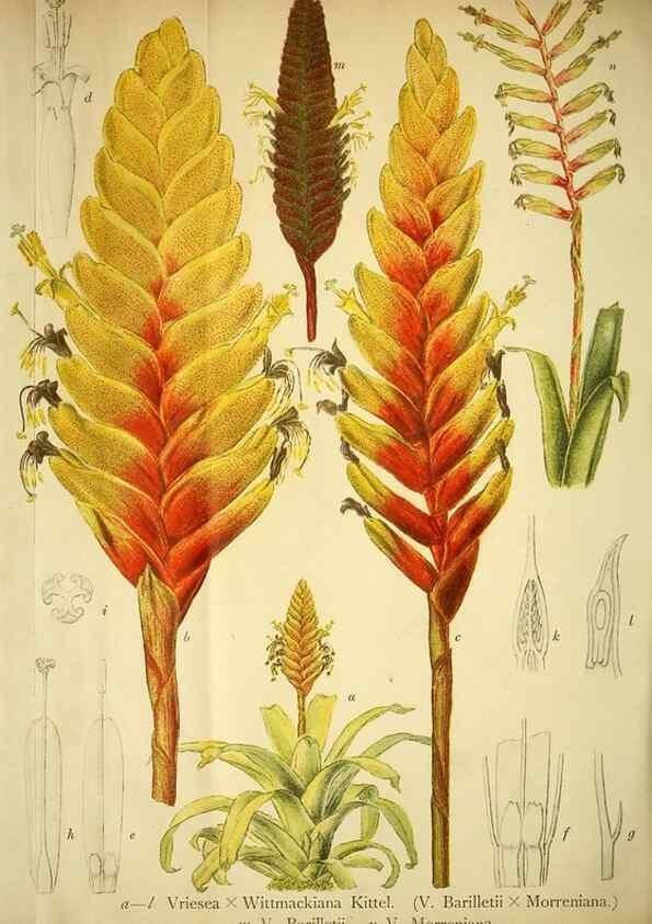 Reproducción/Reproduction 49717470651: Gartenflora.. Erlangen :F. Enke,1852-1940.. 