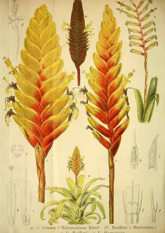 Reproducción/Reproduction 49717470651: Gartenflora.. Erlangen :F. Enke,1852-1940.. 