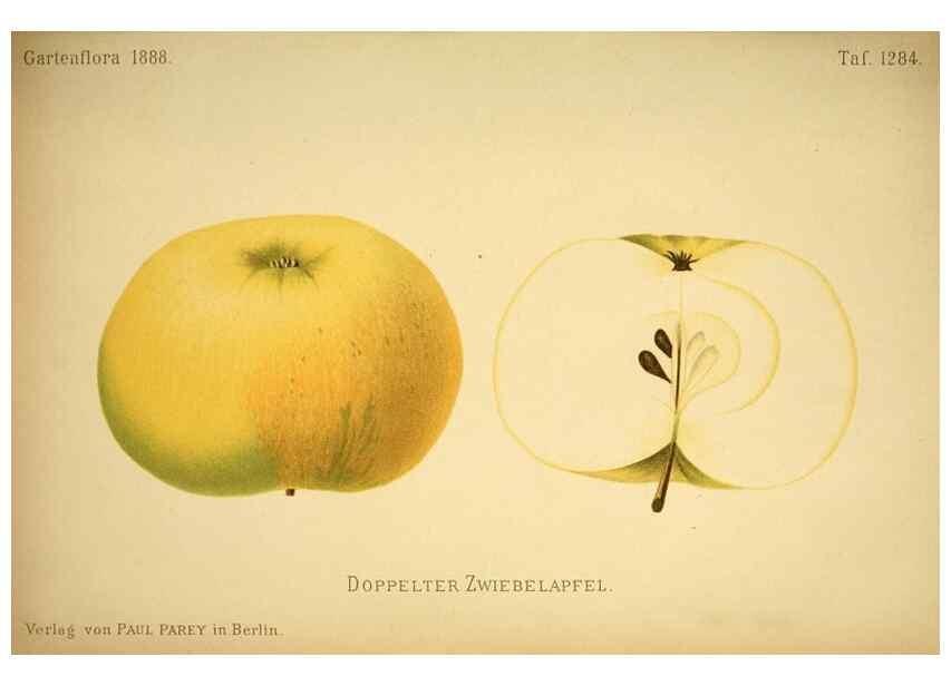 Reproducción/Reproduction 49717783717: Gartenflora.. Erlangen :F. Enke,1852-1940.. 