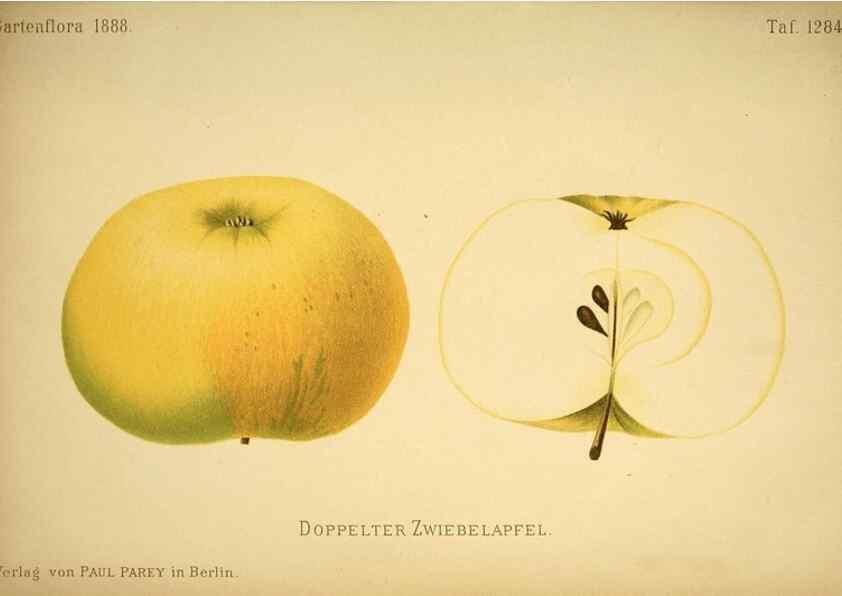 Reproducción/Reproduction 49717783717: Gartenflora.. Erlangen :F. Enke,1852-1940.. 