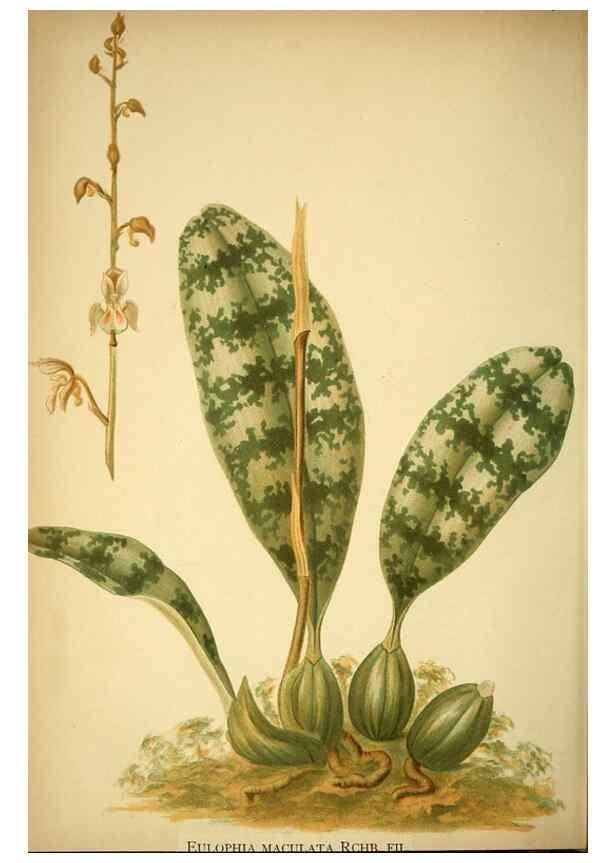 Reproducción/Reproduction 49716931888: Gartenflora.. Erlangen :F. Enke,1852-1940.. 