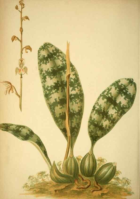 Reproducción/Reproduction 49716931888: Gartenflora.. Erlangen :F. Enke,1852-1940.. 