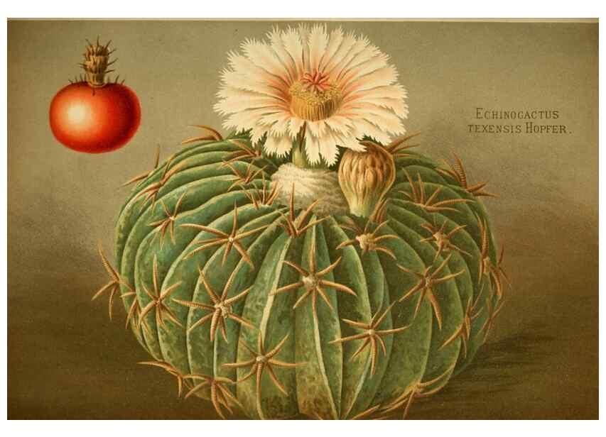 Reproducción/Reproduction 49717471321: Gartenflora.. Erlangen :F. Enke,1852-1940.. 