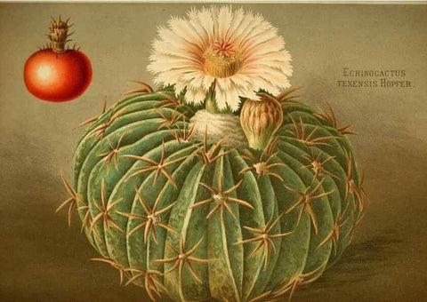 Reproducción/Reproduction 49717471321: Gartenflora.. Erlangen :F. Enke,1852-1940.. 