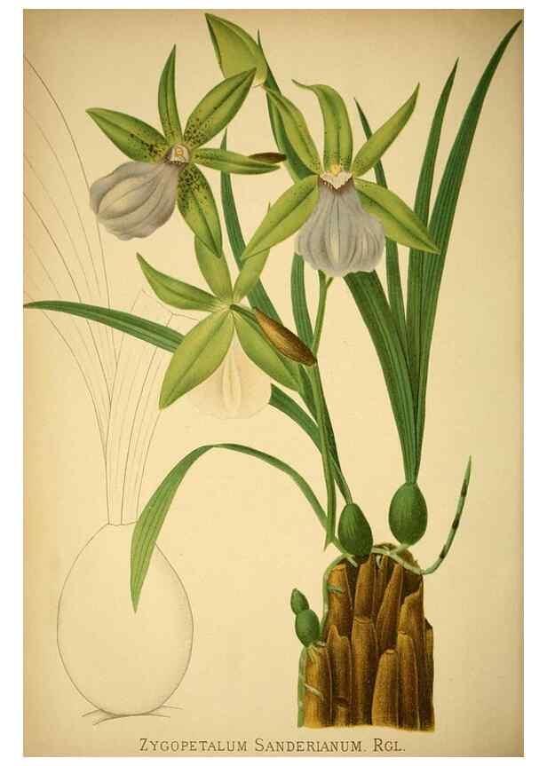 Reproducción/Reproduction 49717784497: Gartenflora.. Erlangen :F. Enke,1852-1940.. 