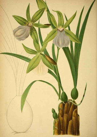 Reproducción/Reproduction 49717784497: Gartenflora.. Erlangen :F. Enke,1852-1940.. 