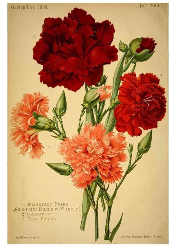 Reproducción/Reproduction 49717169718: Gartenflora.. Erlangen :F. Enke,1852-1940.. 