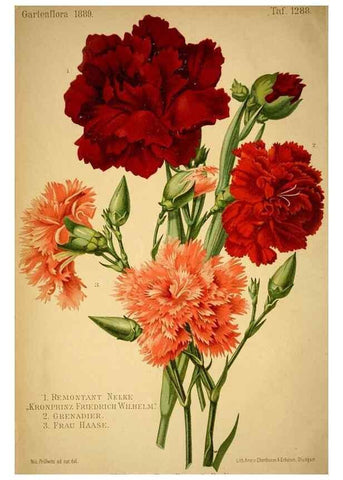 Reproducción/Reproduction 49717169718: Gartenflora.. Erlangen :F. Enke,1852-1940.. 