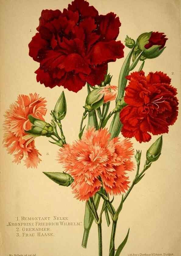 Reproducción/Reproduction 49717169718: Gartenflora.. Erlangen :F. Enke,1852-1940.. 