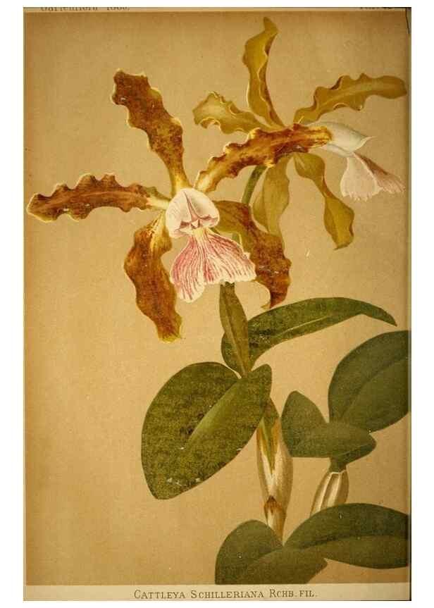 Reproducción/Reproduction 49717170163: Gartenflora.. Erlangen :F. Enke,1852-1940.. 