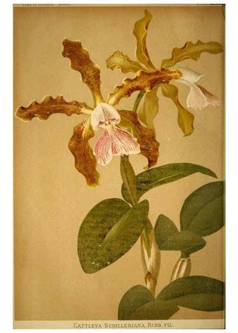 Reproducción/Reproduction 49717170163: Gartenflora.. Erlangen :F. Enke,1852-1940.. 