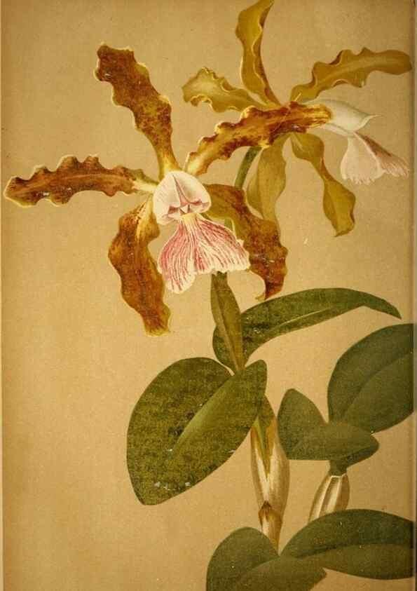 Reproducción/Reproduction 49717170163: Gartenflora.. Erlangen :F. Enke,1852-1940.. 