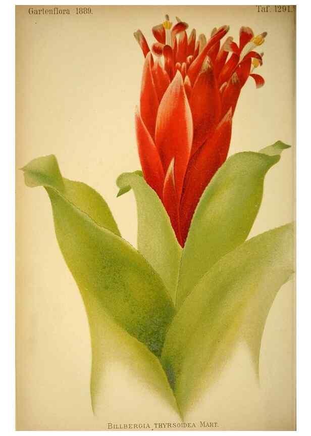 Reproducción/Reproduction 49718023607: Gartenflora.. Erlangen :F. Enke,1852-1940.. 