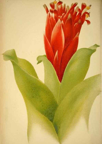 Reproducción/Reproduction 49718023607: Gartenflora.. Erlangen :F. Enke,1852-1940.. 