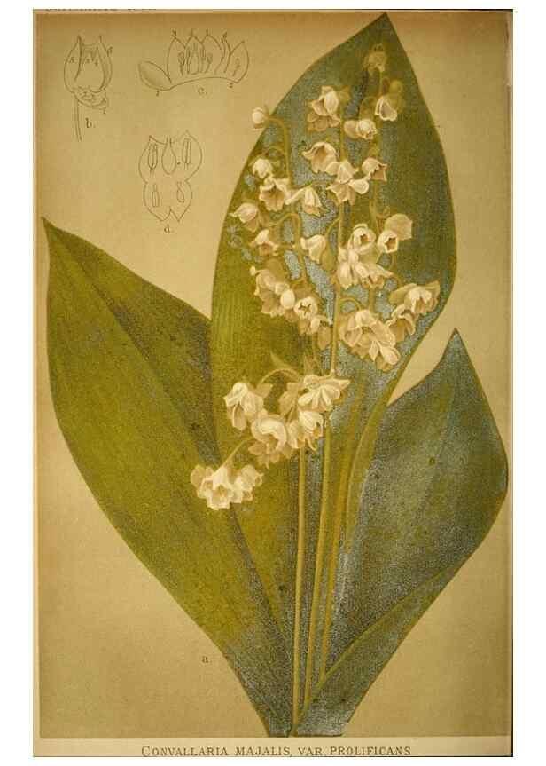 Reproducción/Reproduction 49717170788: Gartenflora.. Erlangen :F. Enke,1852-1940.. 
