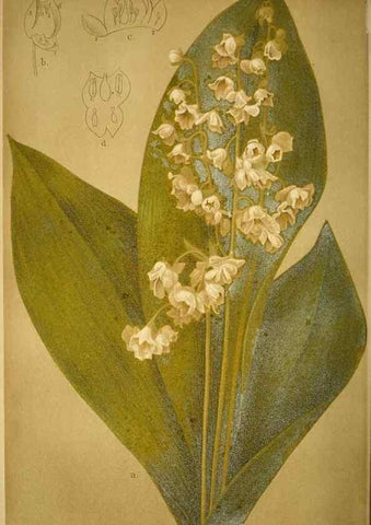 Reproducción/Reproduction 49717170788: Gartenflora.. Erlangen :F. Enke,1852-1940.. 