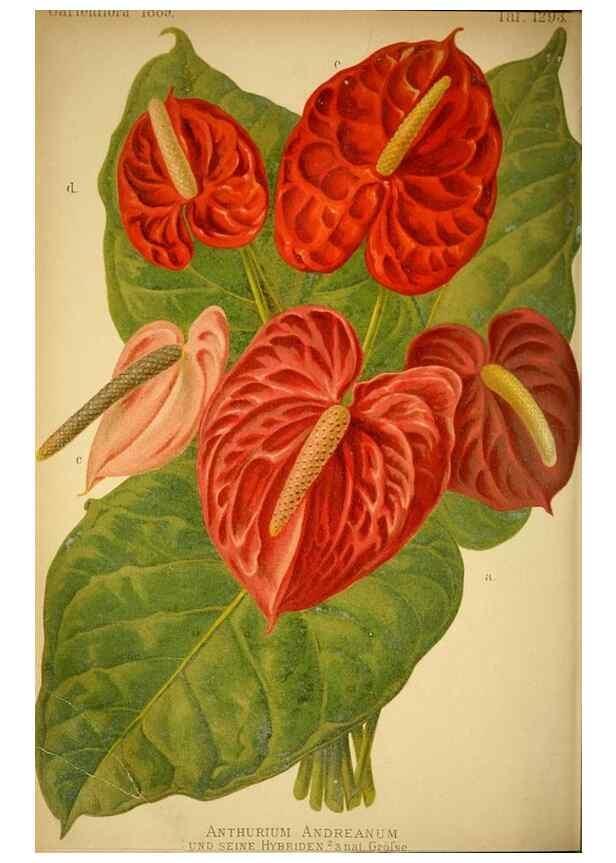 Reproducción/Reproduction 49717171133: Gartenflora.. Erlangen :F. Enke,1852-1940.. 