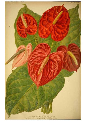 Reproducción/Reproduction 49717171133: Gartenflora.. Erlangen :F. Enke,1852-1940.. 