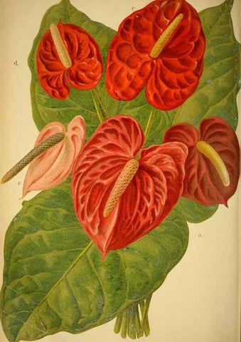 Reproducción/Reproduction 49717171133: Gartenflora.. Erlangen :F. Enke,1852-1940.. 